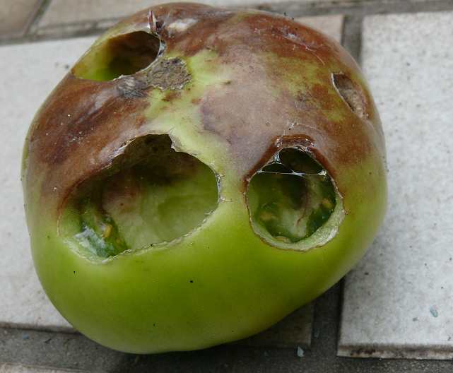 Bild