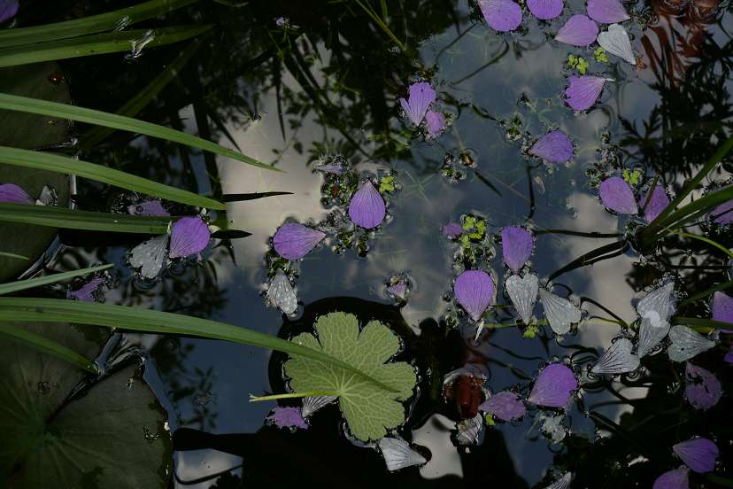 Bild